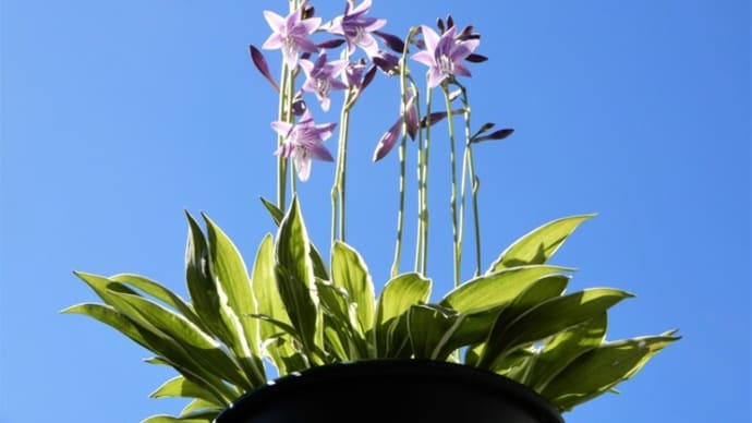 ギボウシ(ホスタ)の開花 ④