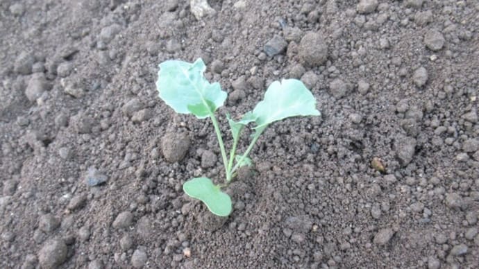 干天でもブロッコリー2回目の植付け