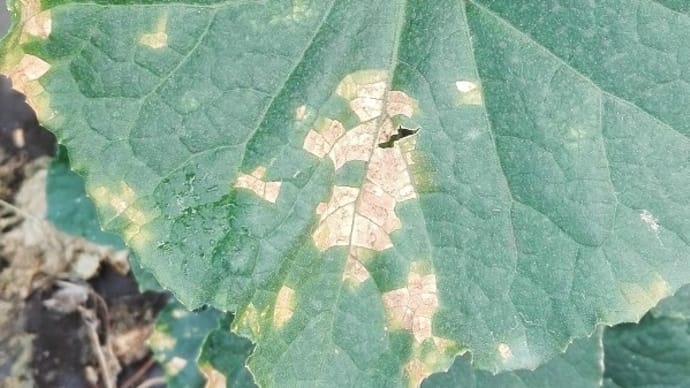 野菜の病気も人間の病気も原因は同じ