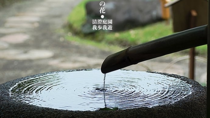緑の中、きらり柘榴の花。