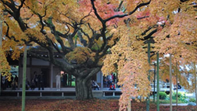 紅葉の効用