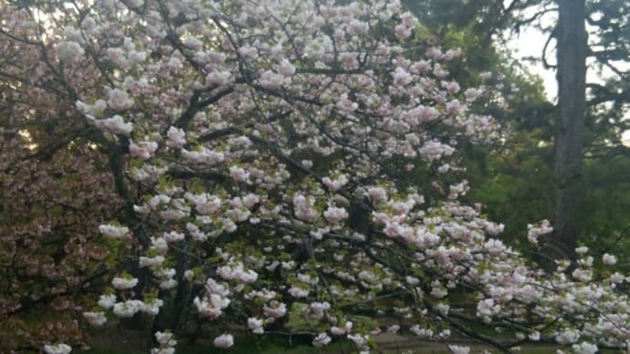 春歌下 花散る別れ