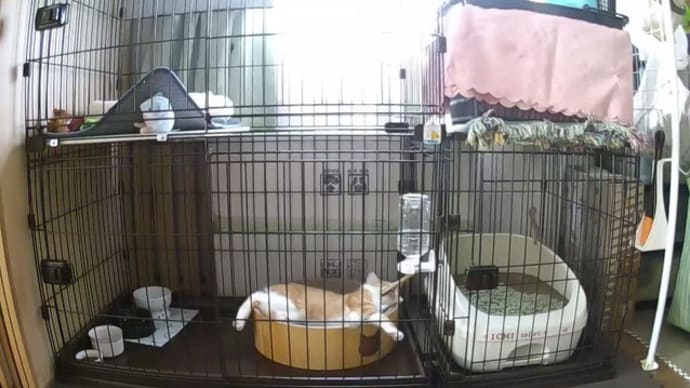 いちくん新しいもの