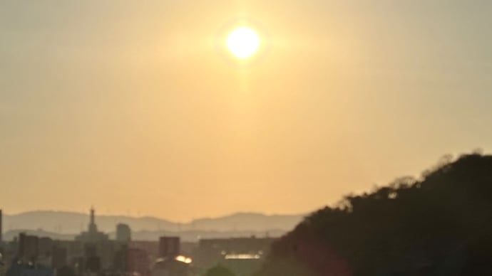 サンフラワー