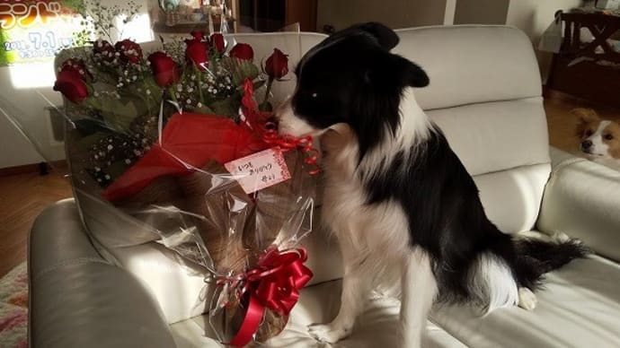 紅い薔薇
