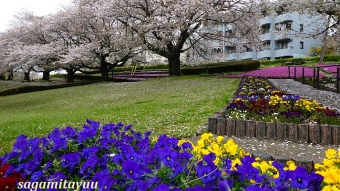 座間「かにが沢公園」では「ソメイヨシノ」ラスト景を大披露中!!