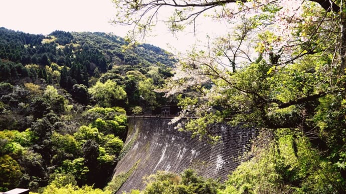葉桜の初めの頃と歴史ある石積の河内堰提