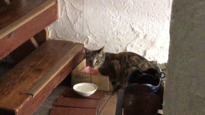 今日の猫さん/図書館ありがたい