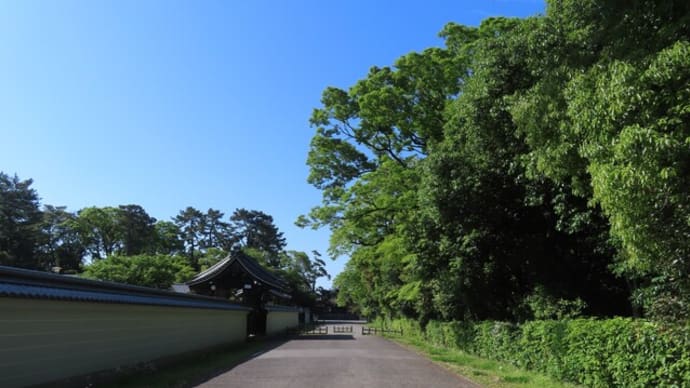 京都御苑の三つ巴の木