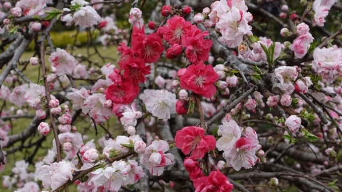 桜もうすぐ満開