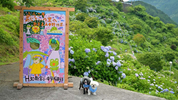 新宮のあじさいの里