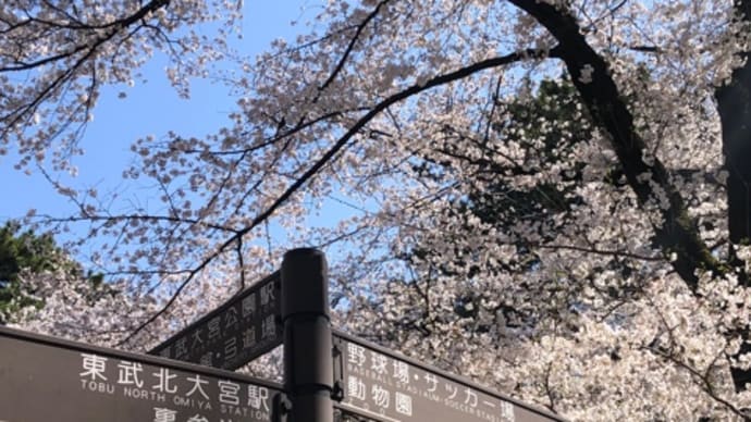 週末土曜日はサッカー応援とお花見