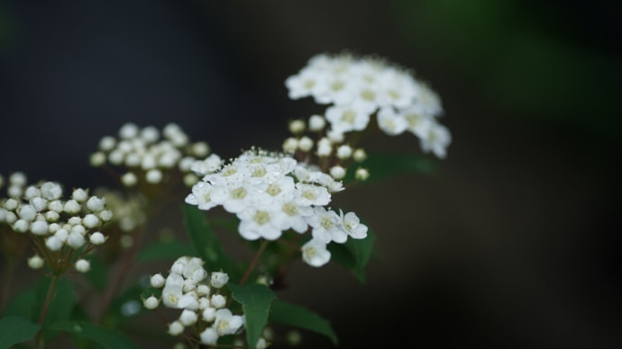 ●我が家の4月の花(12) コデマリが開花 ナスタチウムの花 四季咲き苺 スミレ ハボタンの花 雨のしずく ルピナスの葉