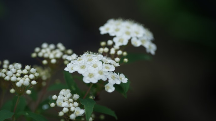 ●我が家の４月の花(12)　コデマリが開花　ナスタチウムの花　四季咲き苺　スミレ　ハボタンの花　雨のしずく　ルピナスの葉