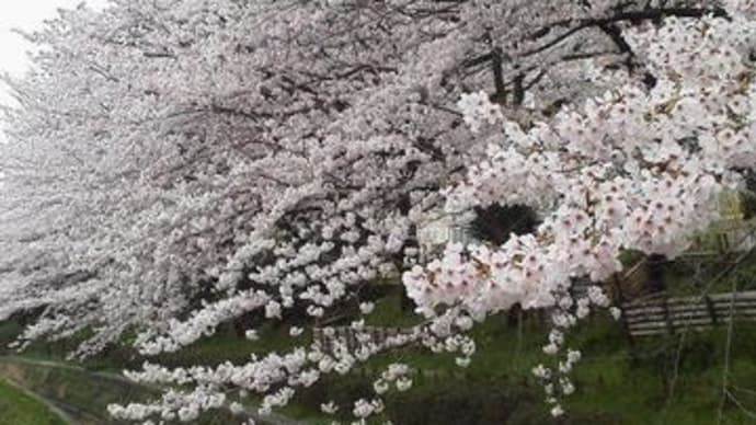 桜満開散り始める