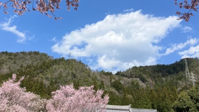 美並・桂昌寺様で　＆　帰り道の桜4月1日