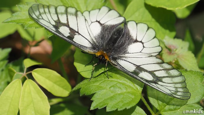 氷河期の生き残りウスバシロチョウ舞う陣場平。貝母の実はスクスク。シナノタンポポ咲く古墳に倒れる大杉(妻女山里山通信)