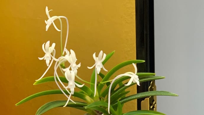 富貴蘭 花の祭典「東京フウラン展」