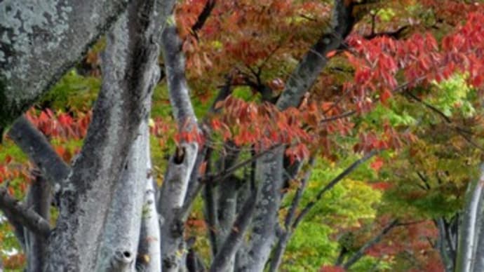 けやき通りの紅葉&「若さとは」(サムエル・ウルマン)(ロミオとジュリエット)