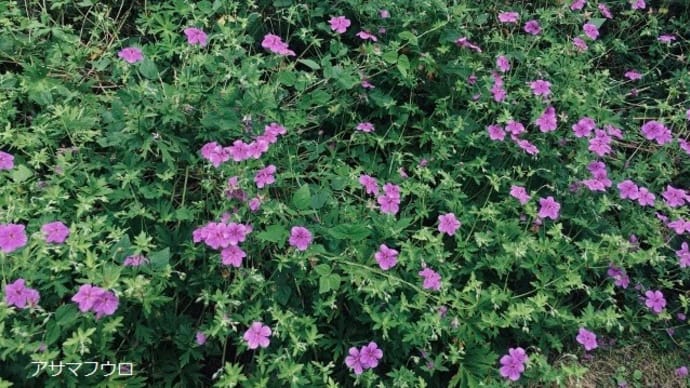 初秋 咲き始めた花々