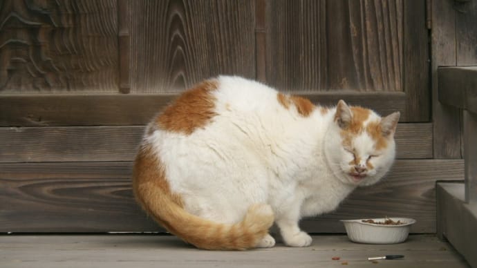 食後の散歩?