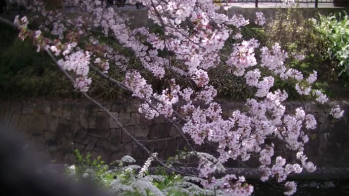お花見最高!