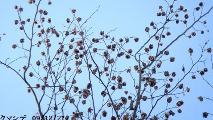 クマシデの果穂が寒風にそよぐ