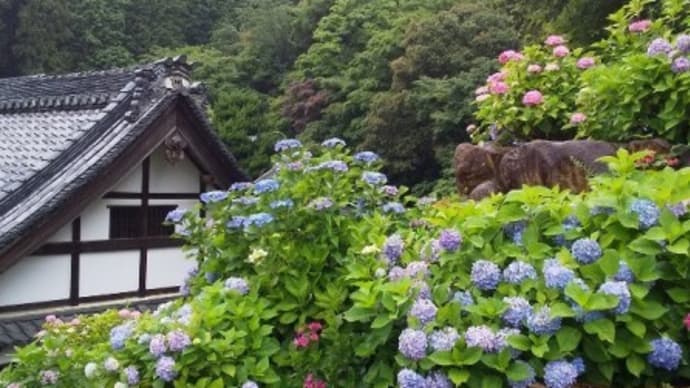 あじさい寺(柳谷観音)散策