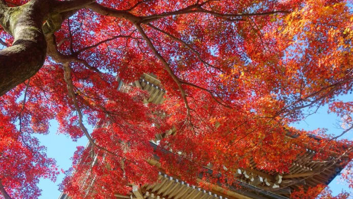 公園・寺院の紅葉／11月の走行距離（23.11.30） 