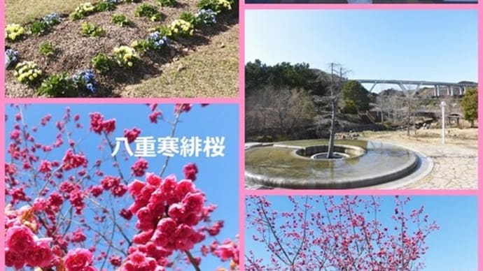 🌸 国営明石海峡公園 早咲き桜まつり 🌸