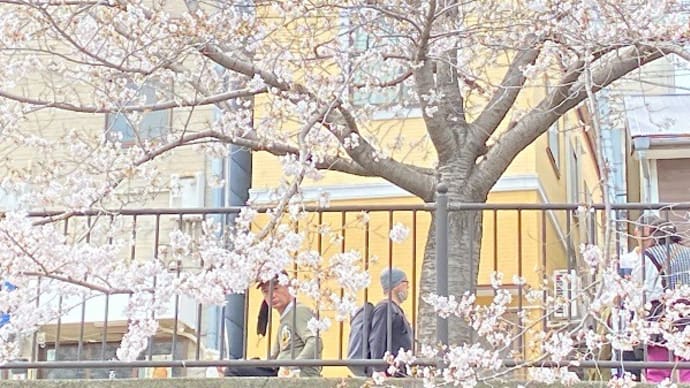 屋形船から大岡川お花見