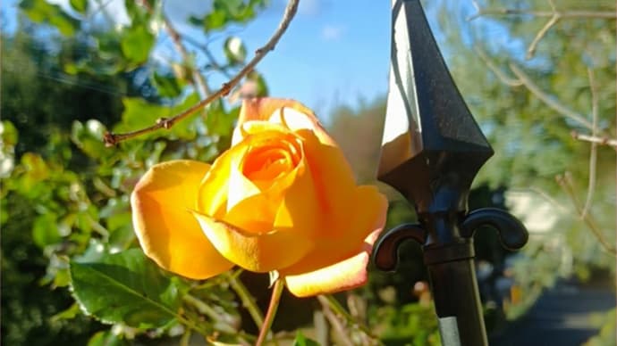冬の薔薇*ビオラは凄い!