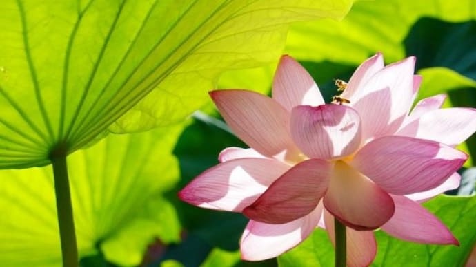 小夏の候 伊賀八幡宮 ′23