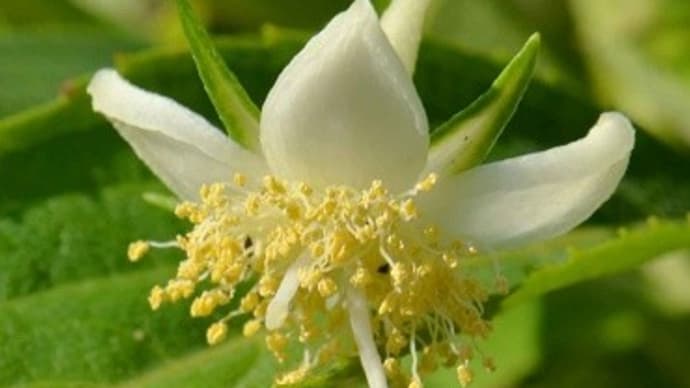 鉢植えの「梅花甘茶」
