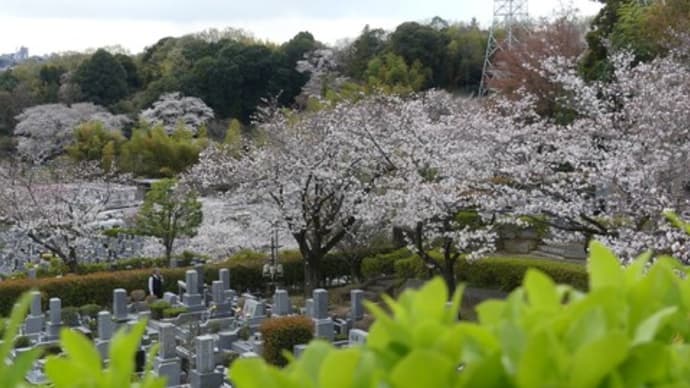 多摩の桜2025(2) ~墓苑の桜~