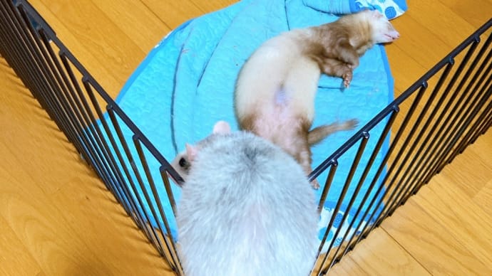 雪音とみずは♪