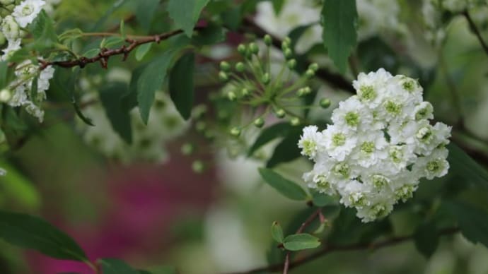 庭の花色々