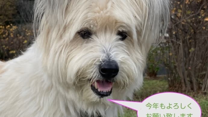 新しい年のご挨拶