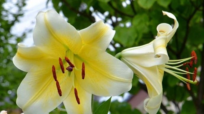 ユリの花 2020(4)~「コンカドール」