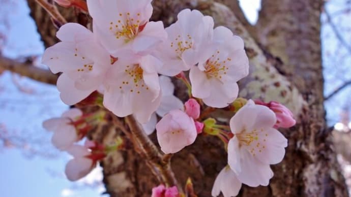 桜咲く