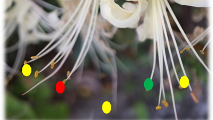 11/1 めぐり...散歩道の花 (22)