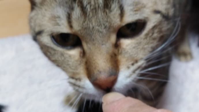 壁紙貼りとキャットウォーク😰