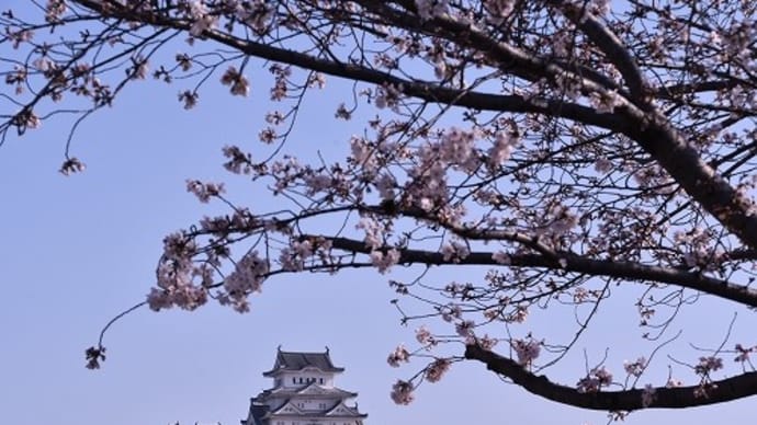 姫路城 と 桜 23.3.28