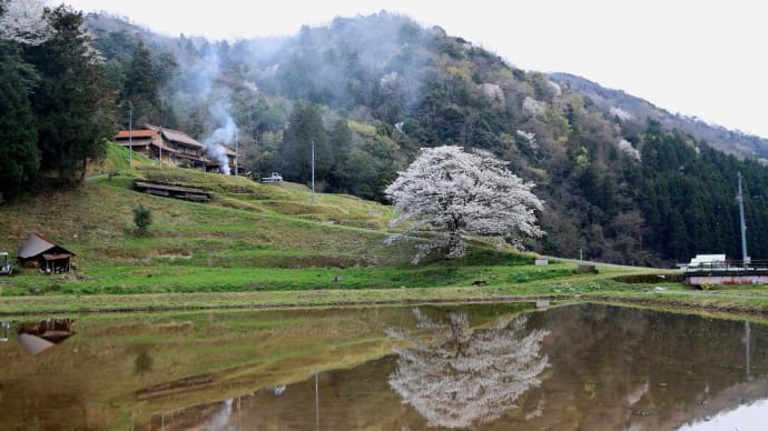 【 一本桜のライトアップを撮る 】
