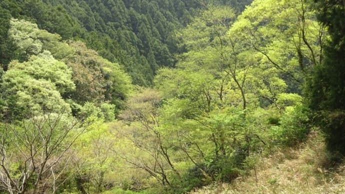 親子滝コースの クマガイソウとモリアオガエル