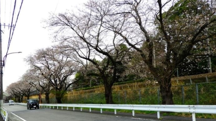 「第24回 新磯 桜まつり」終了後の主役たち!!