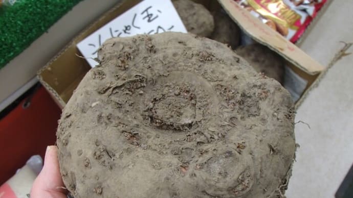 <こんにゃく芋>の入荷予定 神奈川県相模原市・高城商店