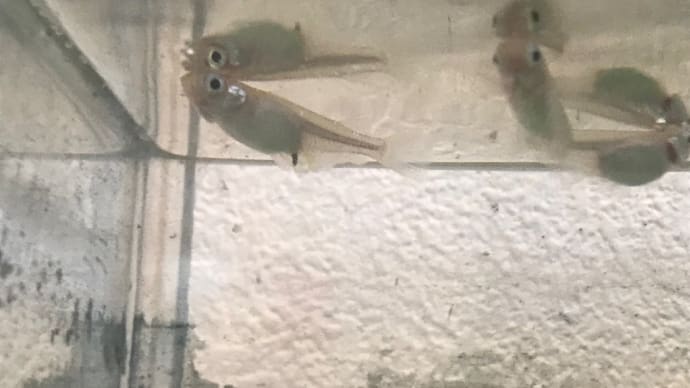 お休みに入った!そして産卵