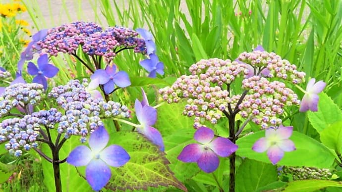 庭の花。紫陽花。