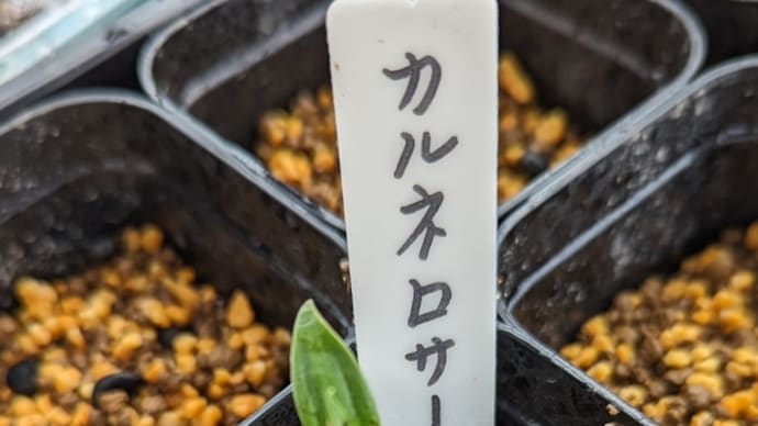 腰がなんとか・・・